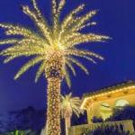 Outdoor Lighted Palm Tree