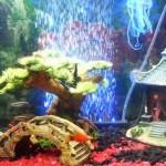 Asian Fish Tank Decorations