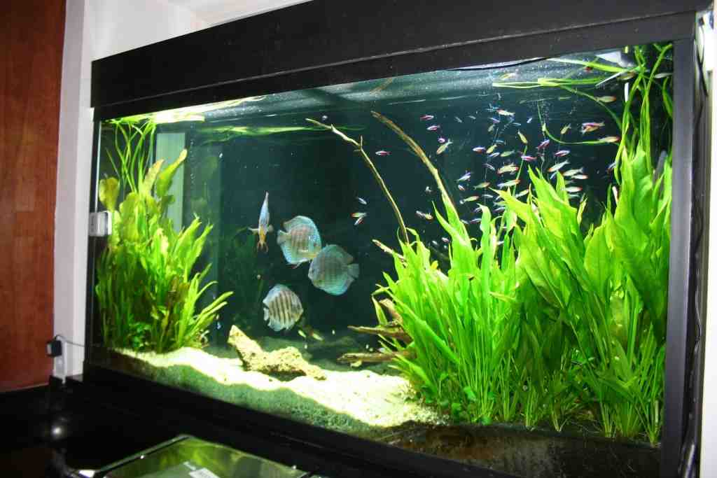 Freshwater Aquarium Decorations - Decor Ideas