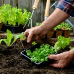 A Beginner's Guide To Container Vegetable Gardening