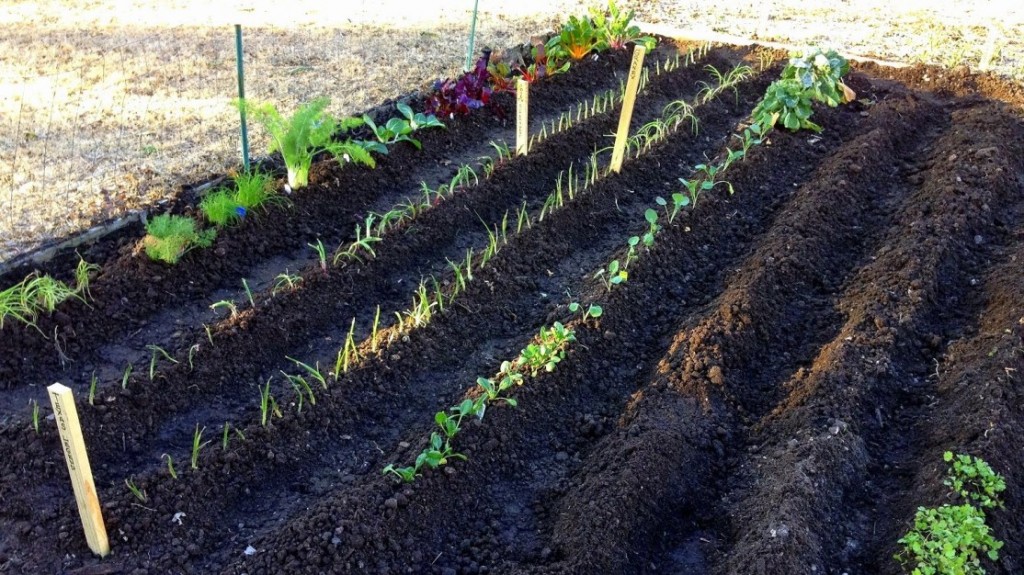 A Vegetable Gardening For Beginners