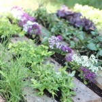 How To Start An Herb Garden