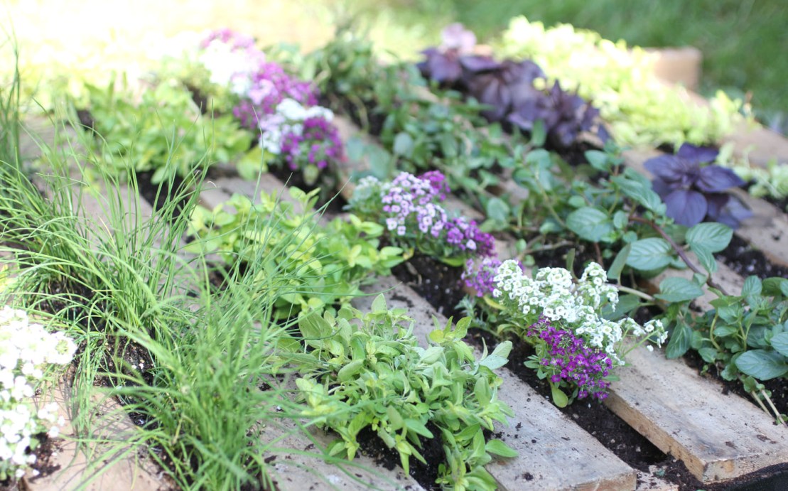 How To Start An Herb Garden Decor Ideas