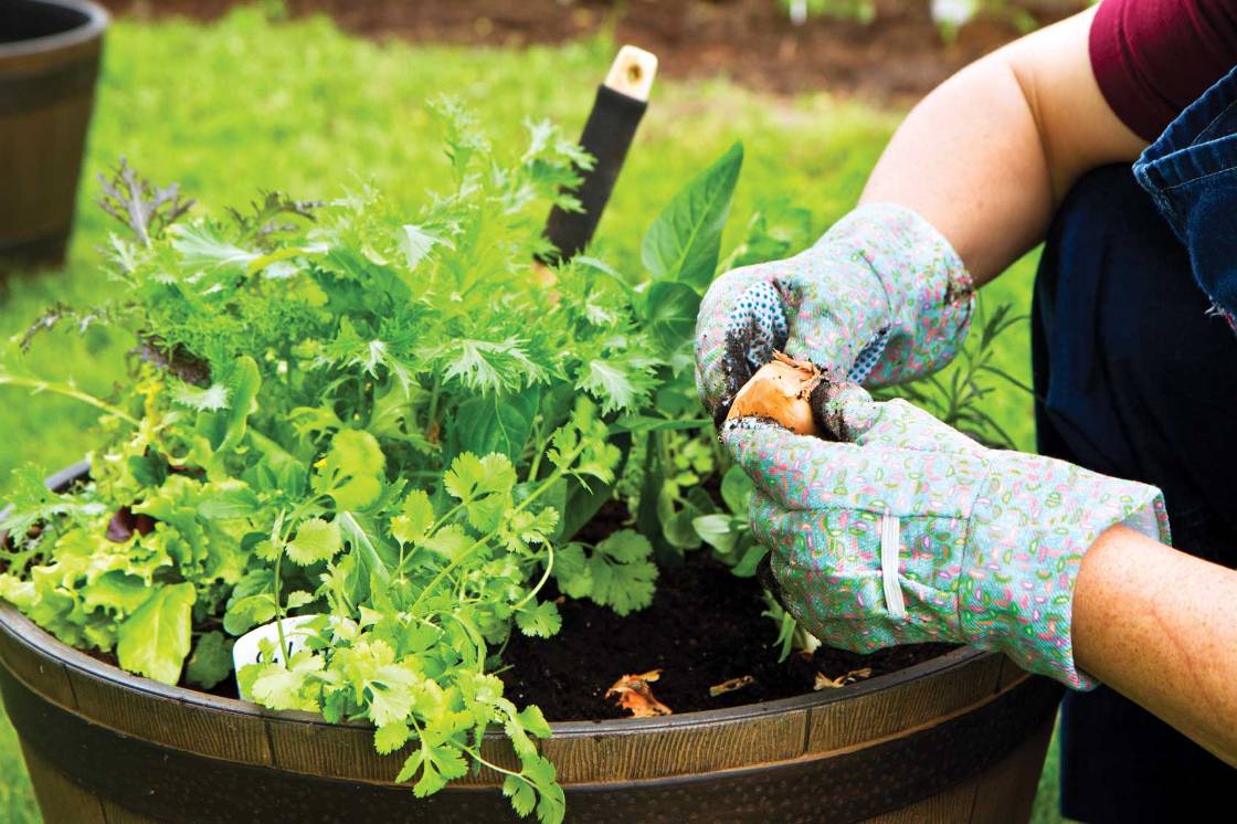 How to Start a Garden Gardening Tips and Advice Decor
