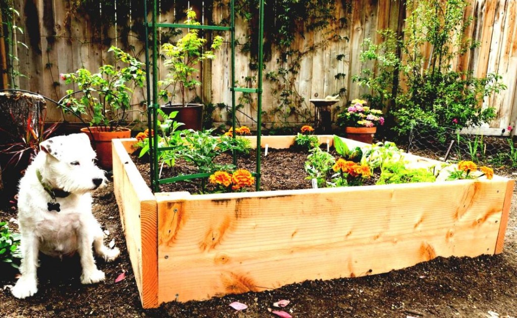 How To Start A Vegetable Garden