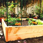 How To Start A Vegetable Garden