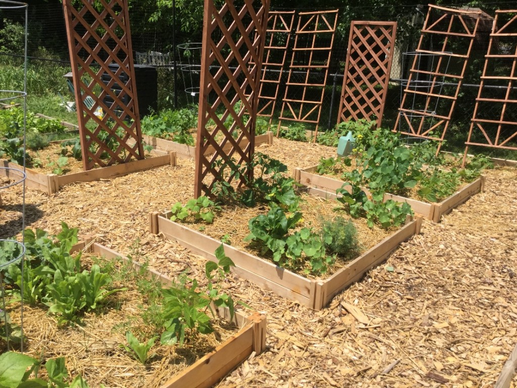 Starting Your Permaculture Garden