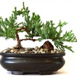 Best Bonsai Trees For Indoors