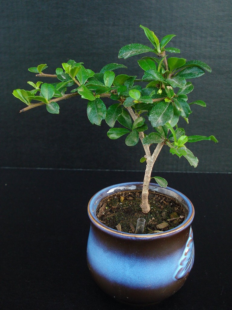 Best Indoor Bonsai Tree For Beginners