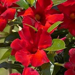 Crimson Vine Plant