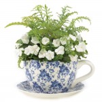 Cup And Saucer Plant