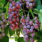 Grape Vine Plants