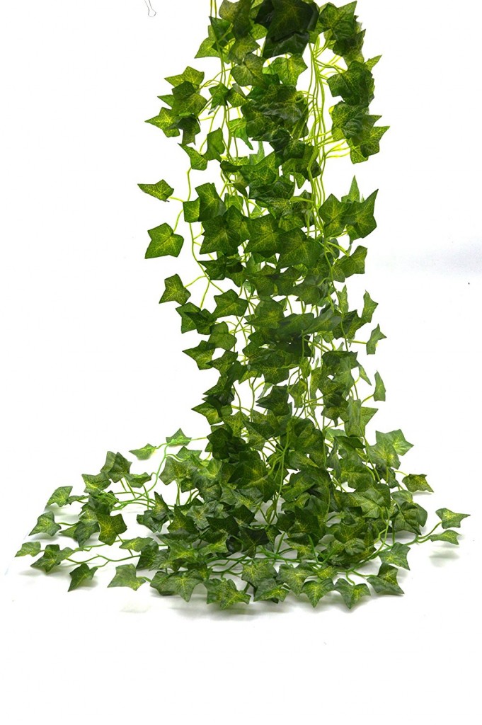Green Vine Plant