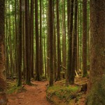 12 Feet Wide By 8 Feet High. Prepasted Wallpaper High Quality Mural From A Photo Of A Hiking Trail